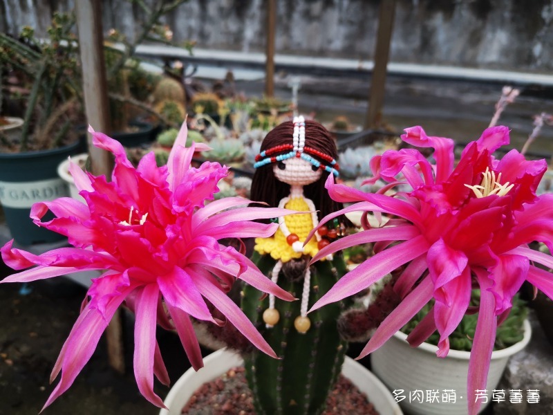 深圳夏天开花的仙人掌