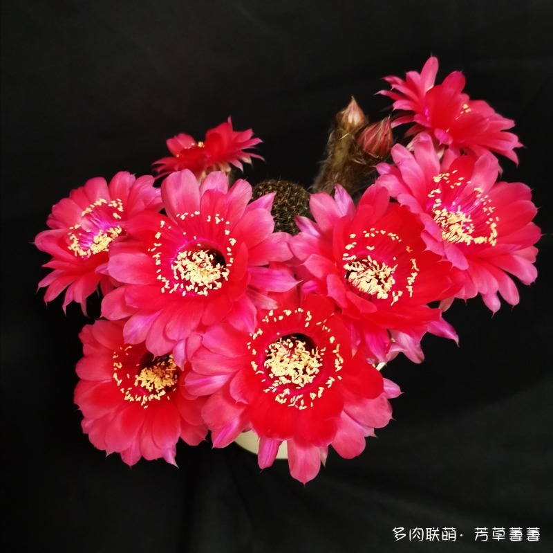 深圳夏天开花的仙人掌