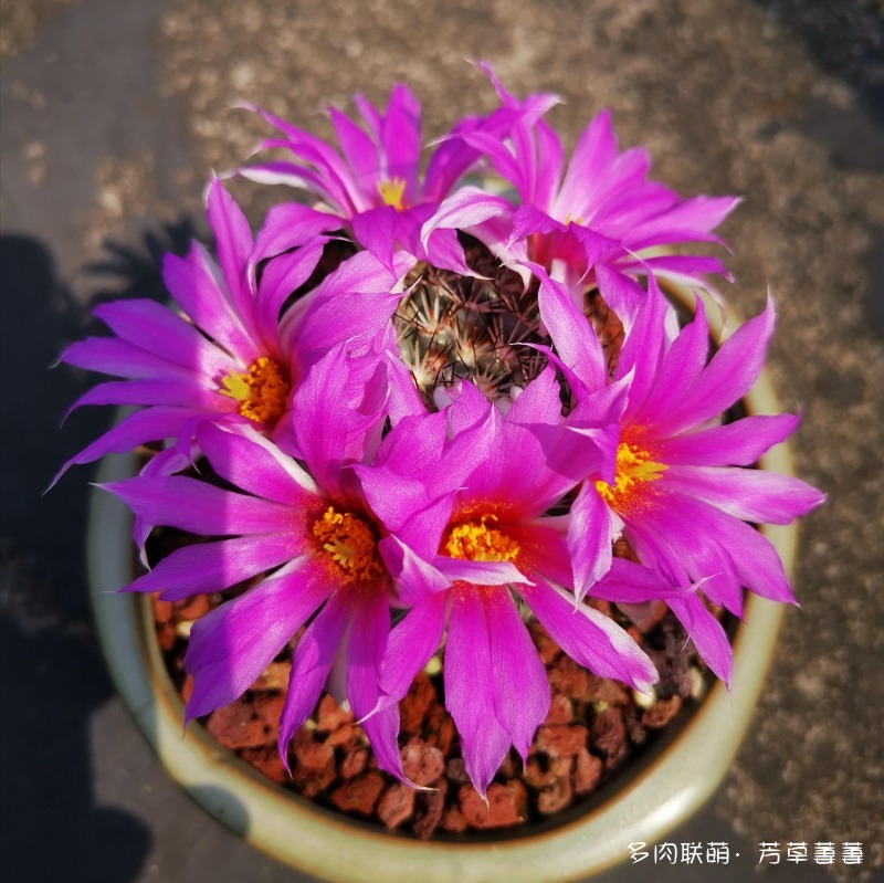 深圳夏天开花的仙人掌