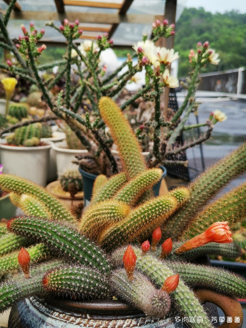 深圳夏天开花的仙人掌