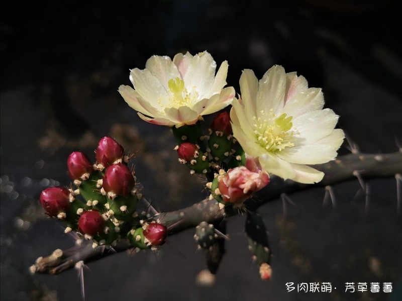 深圳夏天开花的仙人掌