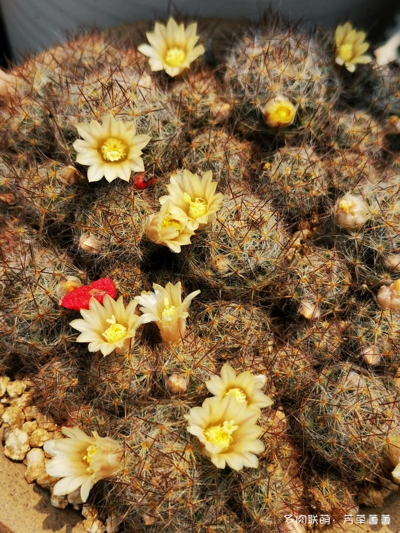深圳夏天开花的仙人掌