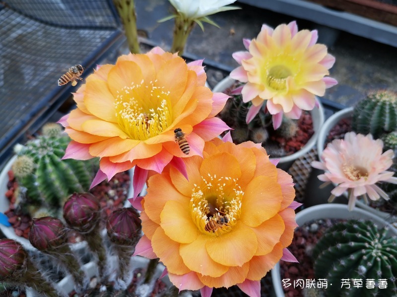 深圳夏天开花的仙人掌