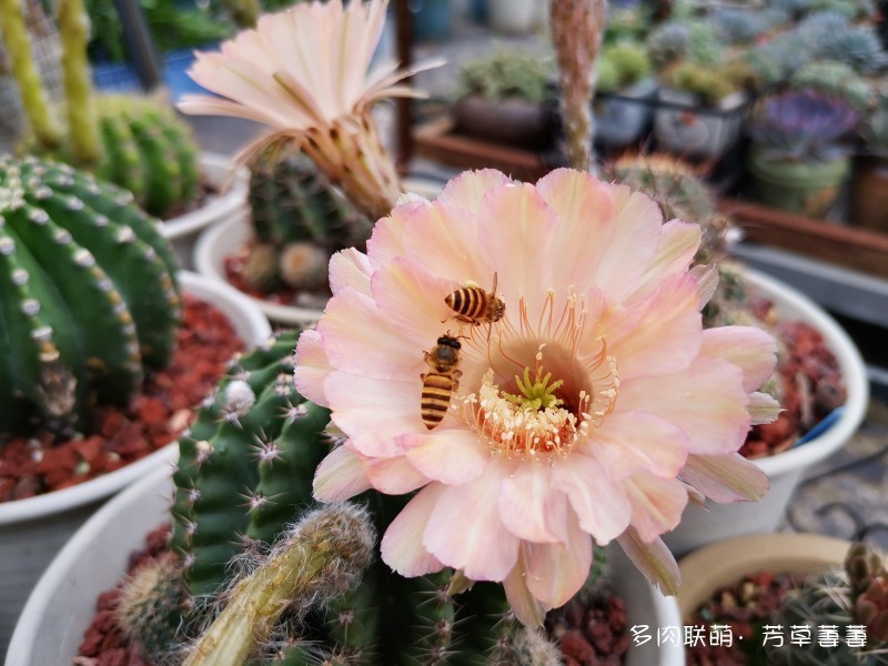 深圳夏天开花的仙人掌