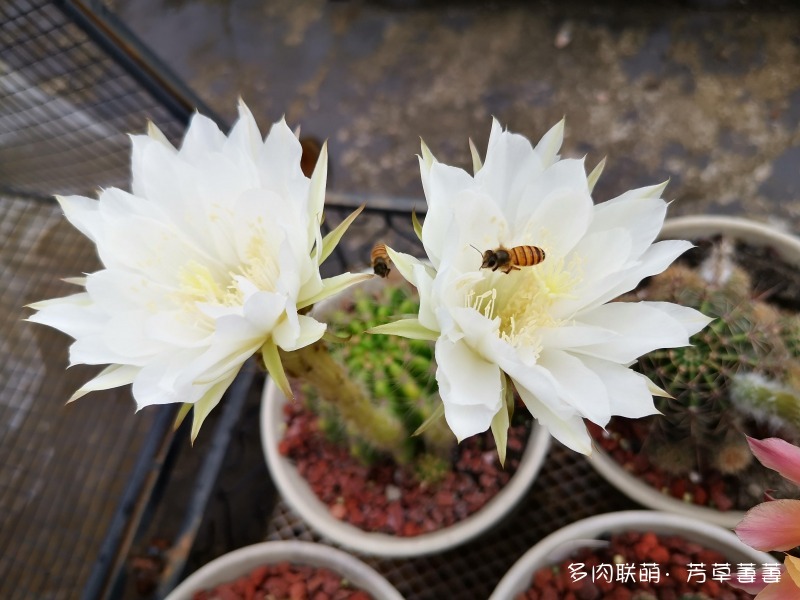 深圳夏天开花的仙人掌