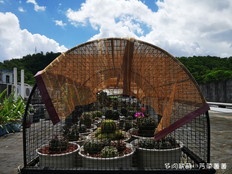 深圳夏天开花的仙人掌
