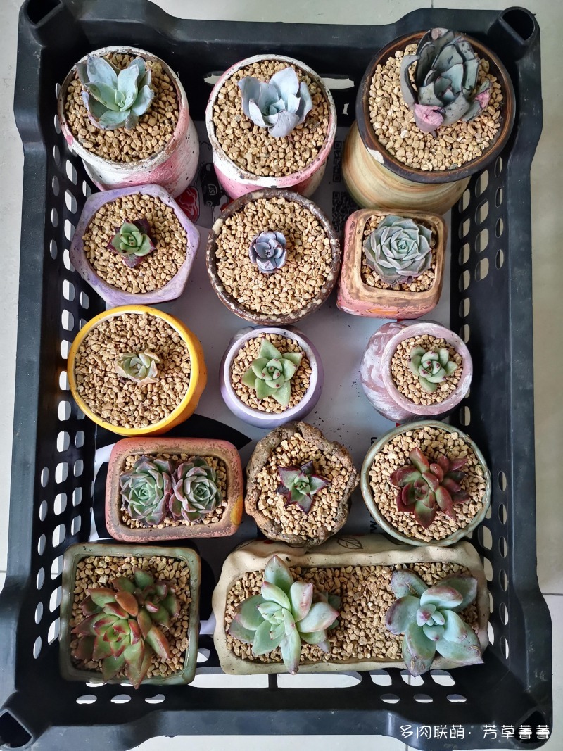 深圳夏天的多肉