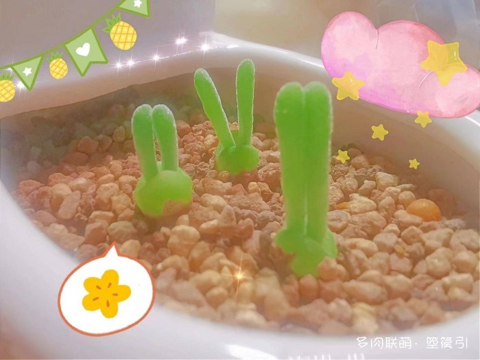 一直陪伴在身边的多肉宝宝