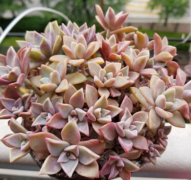 Graptopetalum cv. Purple Haze