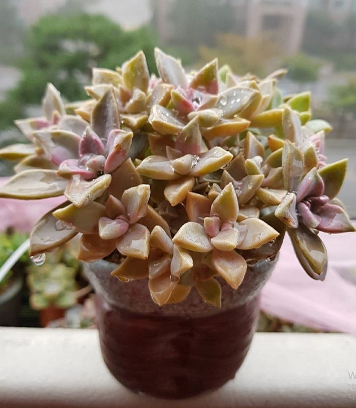 Graptopetalum cv. Purple Haze