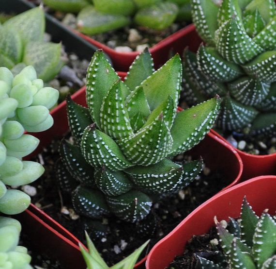 春之潮 Haworthia baccata