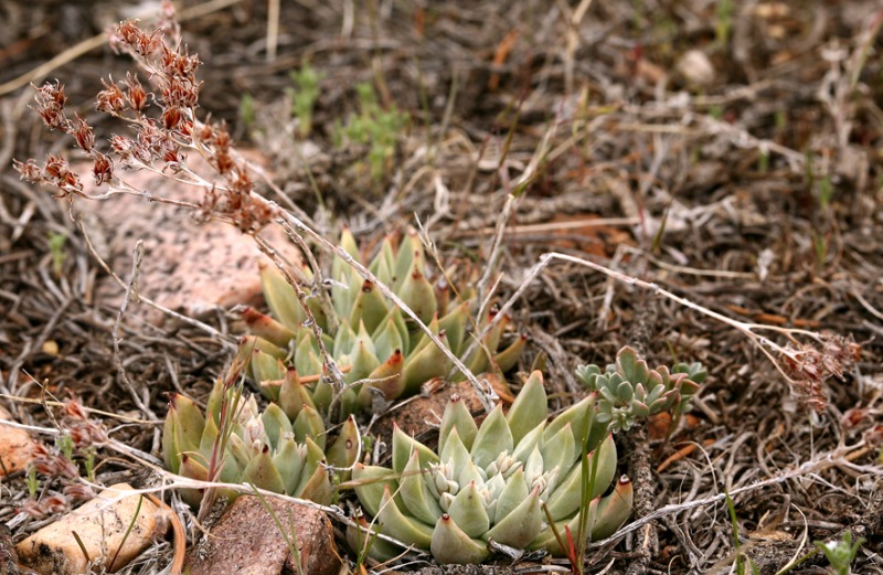 Dudleya abramsii ssp. affinis