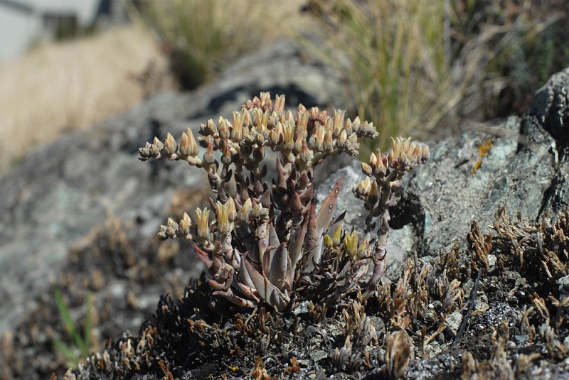 Dudleya abramsii ssp. murina