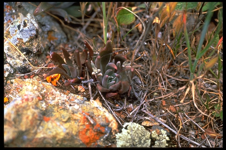 Dudleya abramsii ssp. setchellii