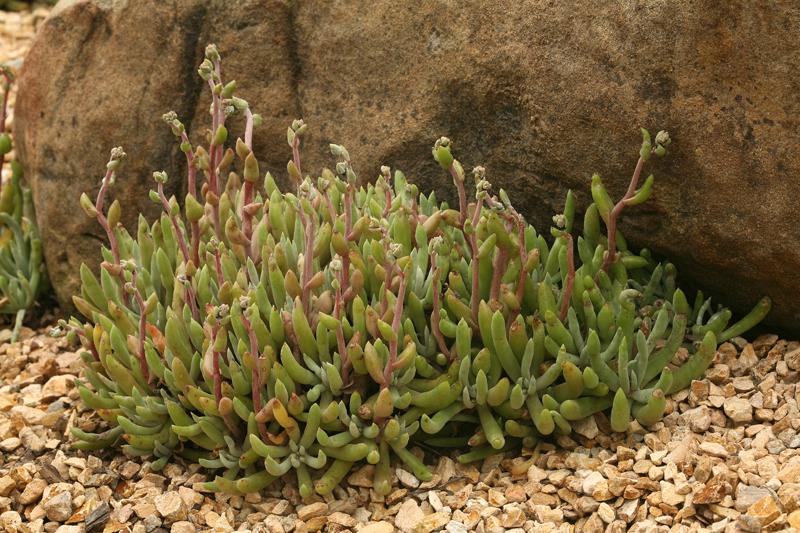 Dudleya attenuata ssp. attenuata