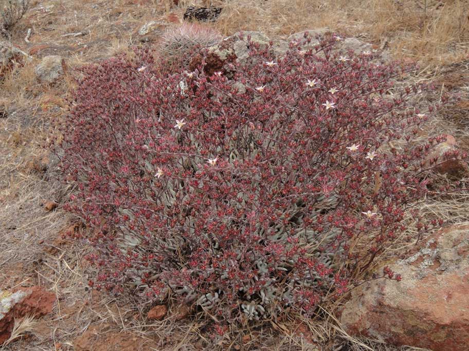 Dudleya attenuata ssp. attenuata