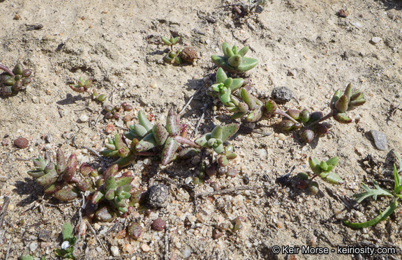 Dudleya blochmaniae ssp. blochmaniae