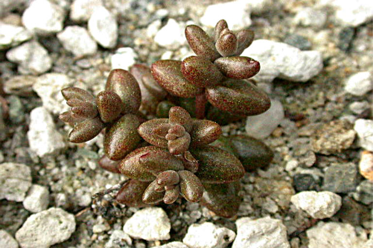 Dudleya blochmaniae