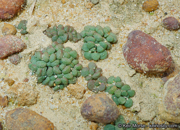 Dudleya brevifolia