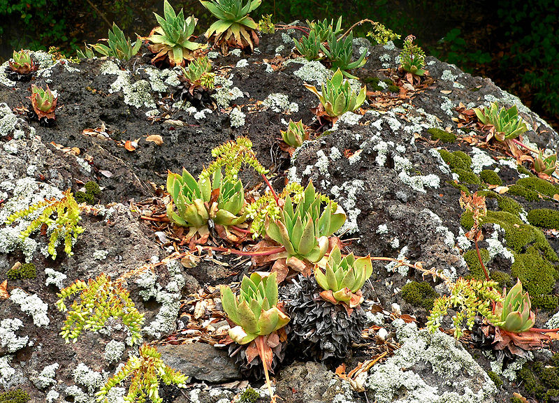 Dudleya candelabrum