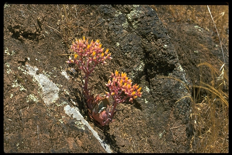 Dudleya cymosa