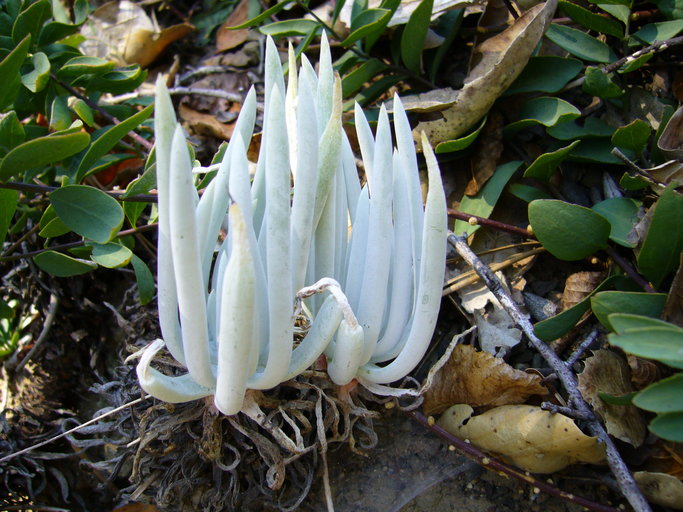 Dudleya densiflora