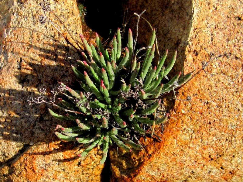 Dudleya edulis1