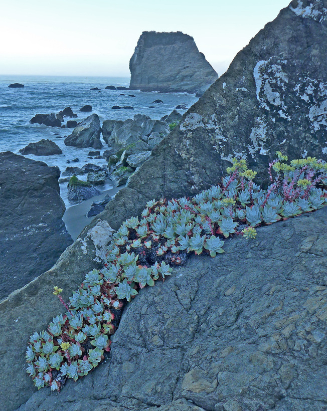 Dudleya farinosa