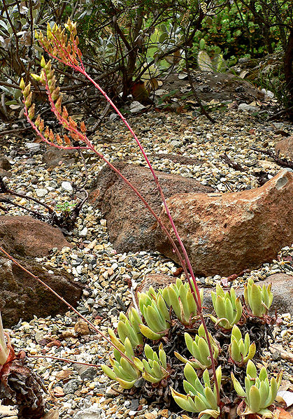 Dudleya gnoma