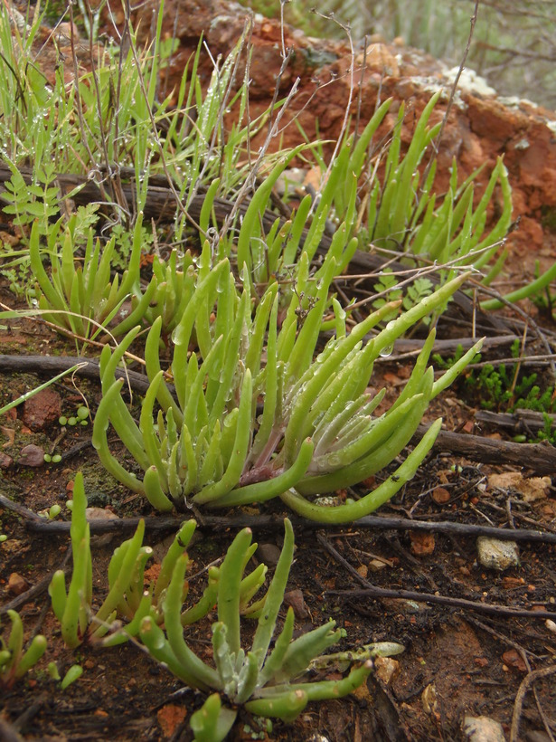 Dudleya multicaulis