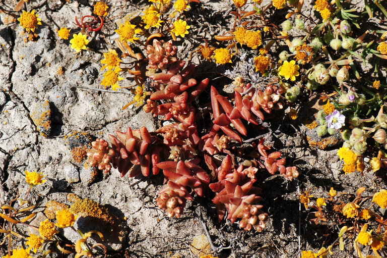 Dudleya nesiotica