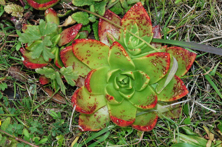 Dudleya palmeri