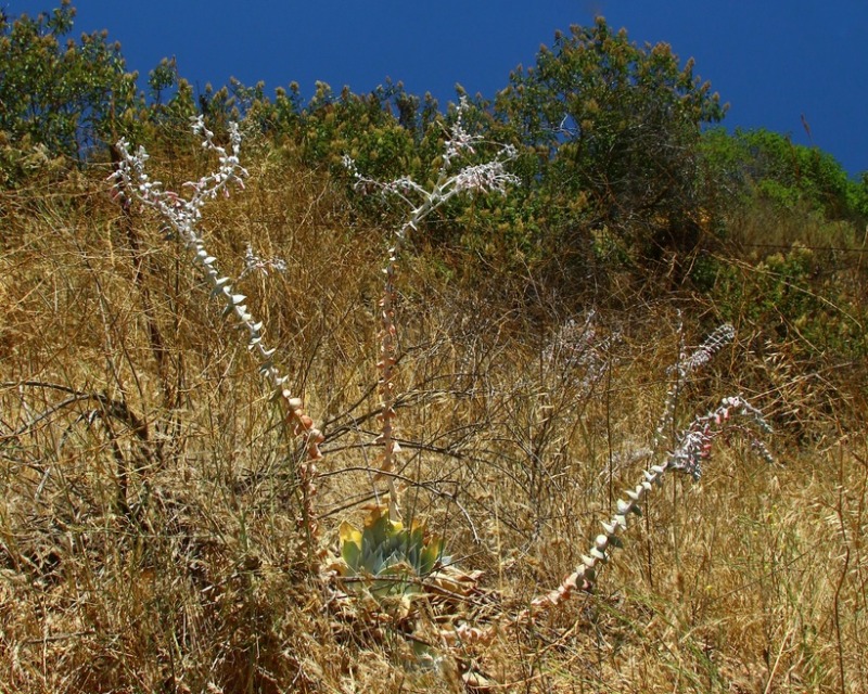 Dudleya pulverulenta1