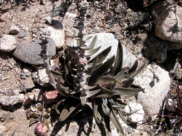 Dudleya saxosa ssp. aloides