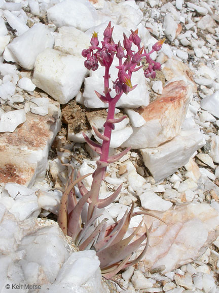 Dudleya saxosa