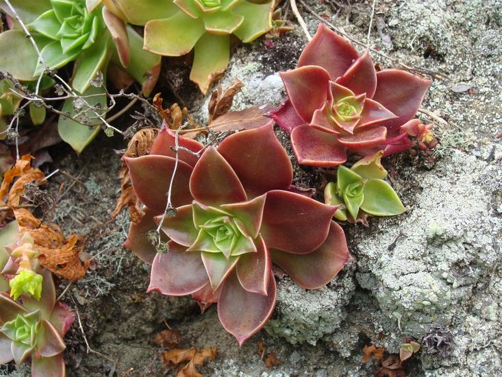 Dudleya stolonifera