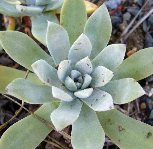 Dudleya traskiae