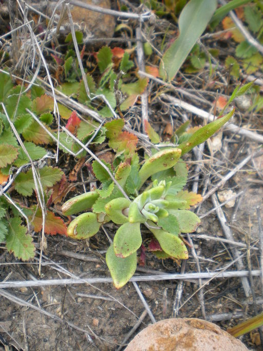 Dudleya variegata