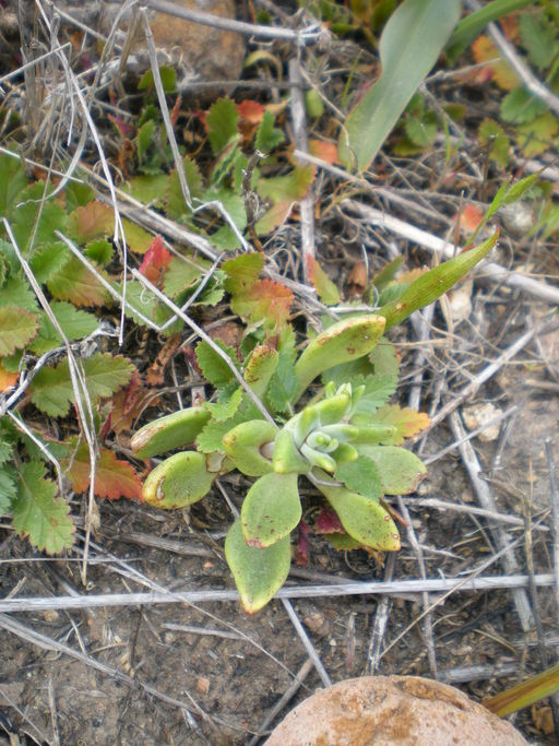 Dudleya variegata