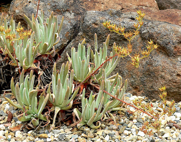 Dudleya virens ssp. hassei