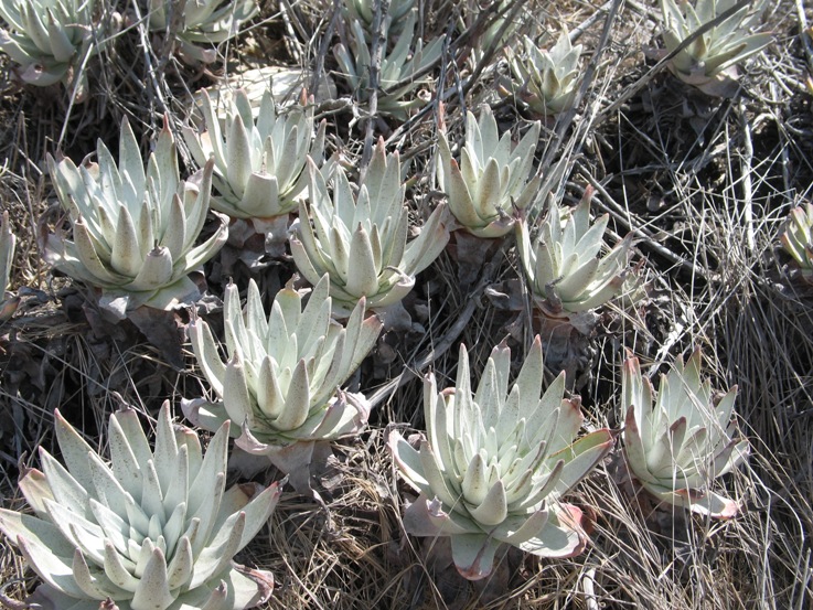 Dudleya virens ssp. insularis