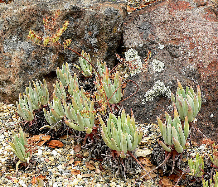 Dudleya virens