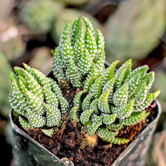 华宵殿 Haworthia coarctata var. adelaidensis