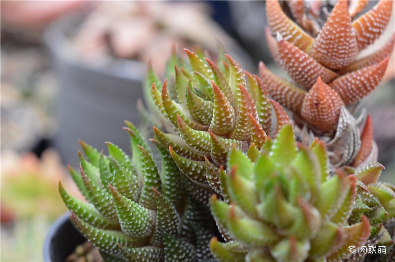 华宵殿 Haworthia coarctata var. adelaidensis