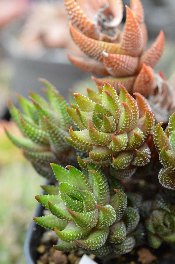 华宵殿 Haworthia coarctata var. adelaidensis