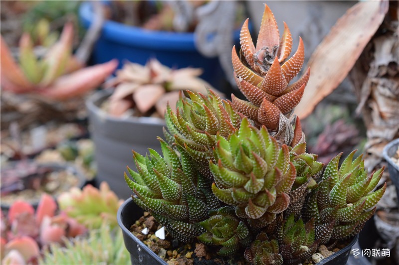 华宵殿 Haworthia coarctata var. adelaidensis