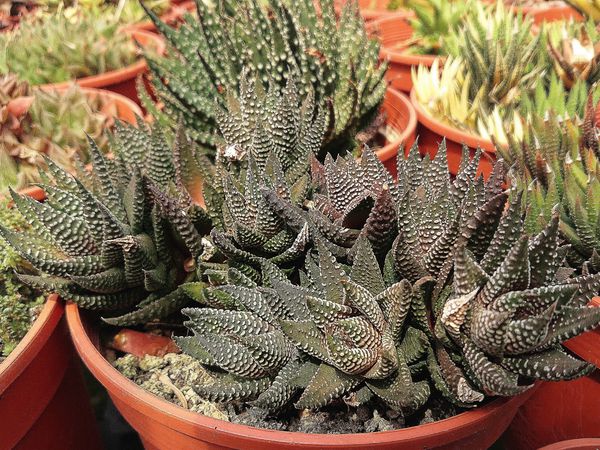 春之潮 Haworthia baccata