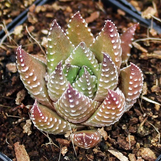 春之潮 Haworthia baccata