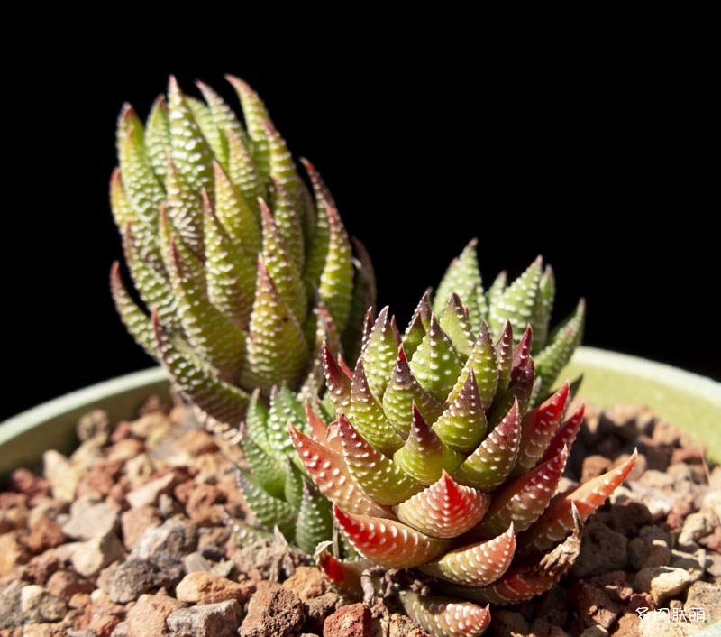 龙爪十二卷 Haworthia coarctata