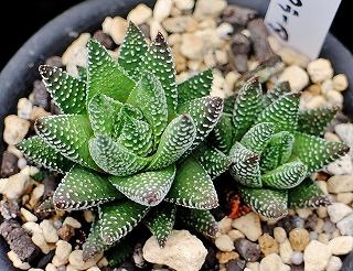 龙爪十二卷 Haworthia coarctata